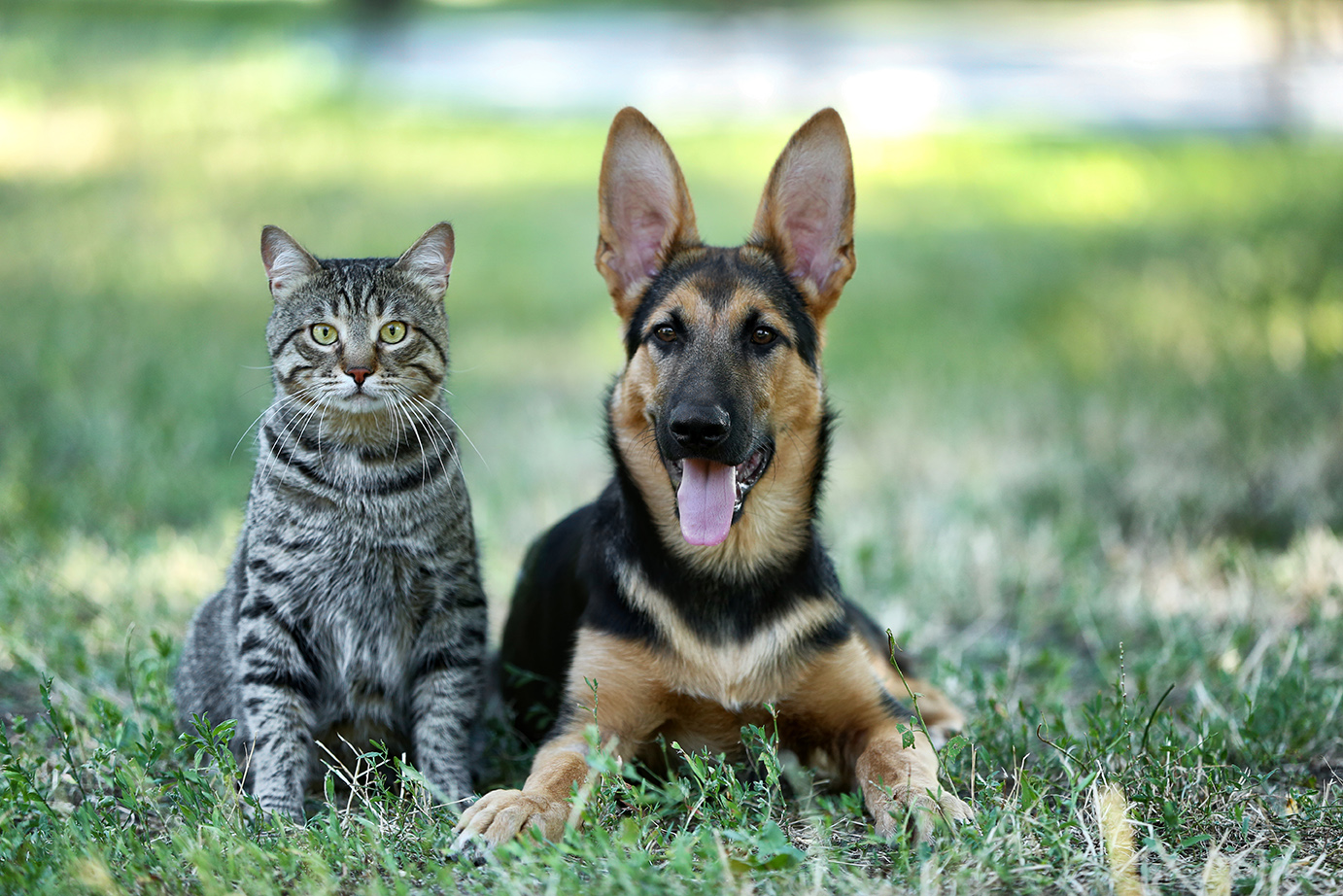 tabby cat and german shepard dog  in Lynnwood, WA,