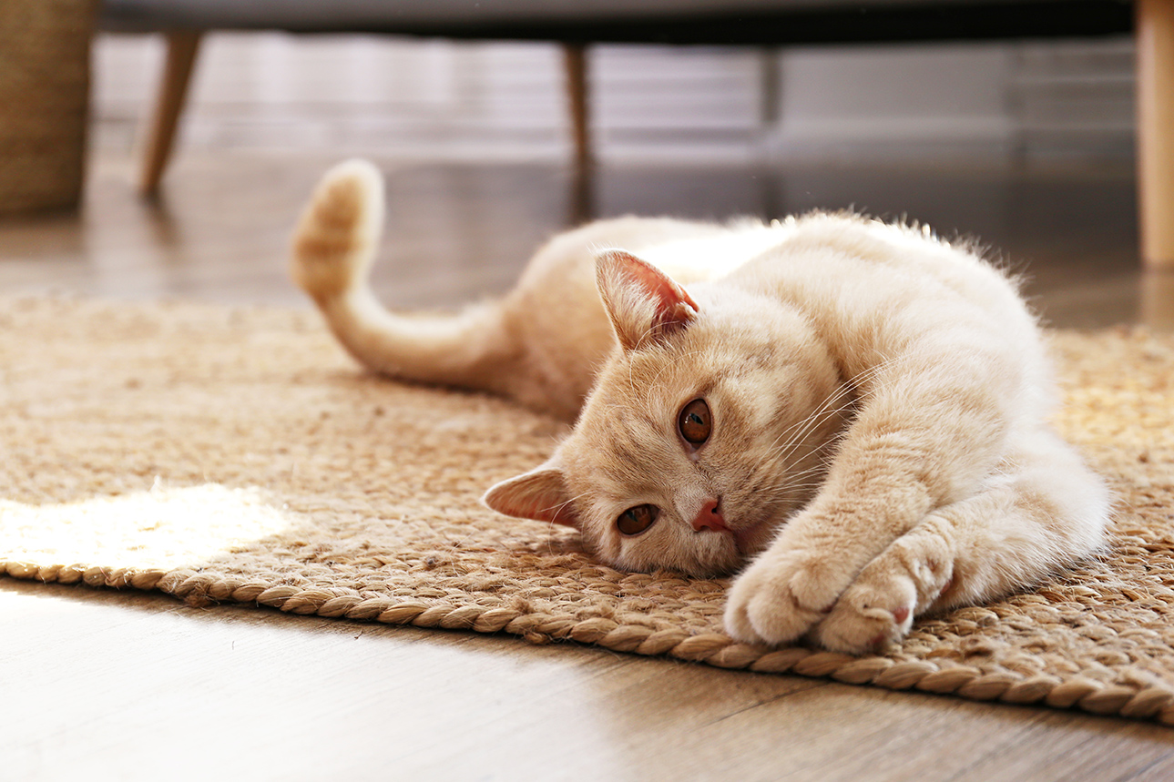 cat laying on the ground after a visit to Seaview Animal Hospital for preventive veterinary care