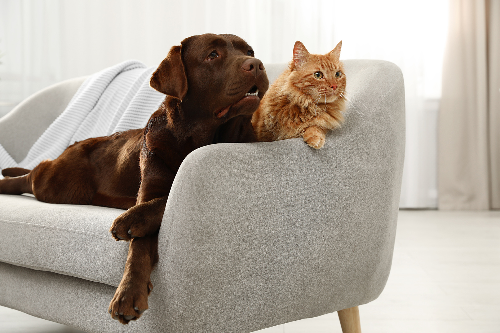 brown dog and orange cat on a couch in lynwood wa