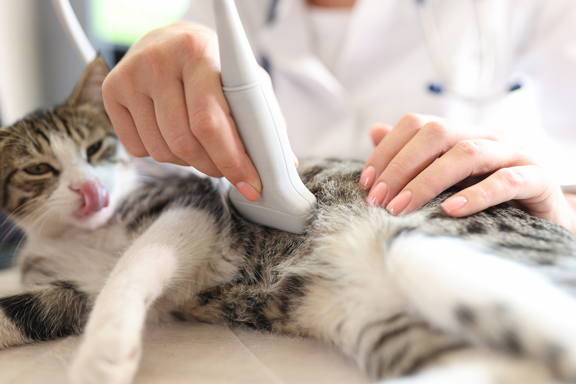 feline ultrasound at seaview animal hospital