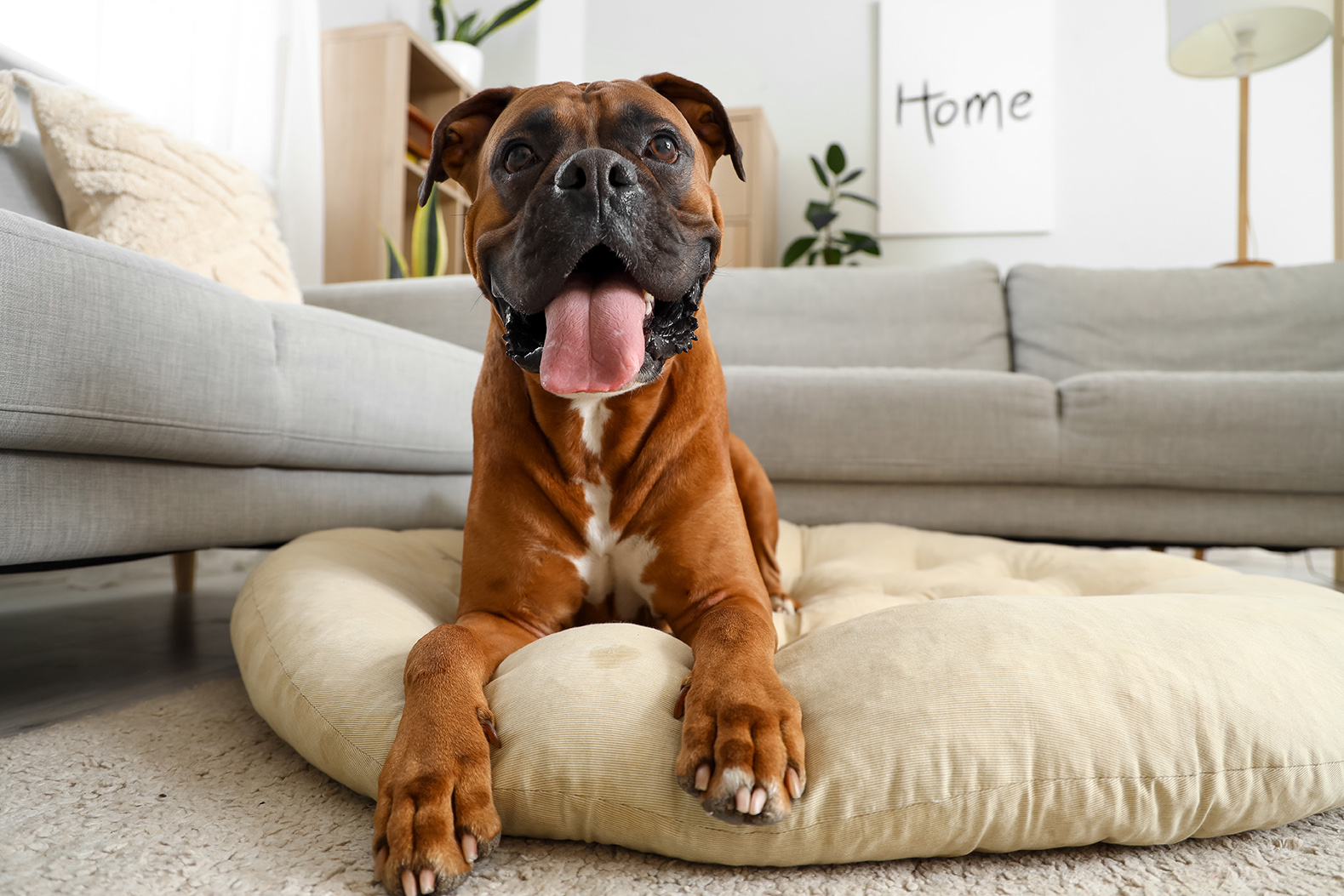 dog laying on a dog bed in lynnwood washington usa