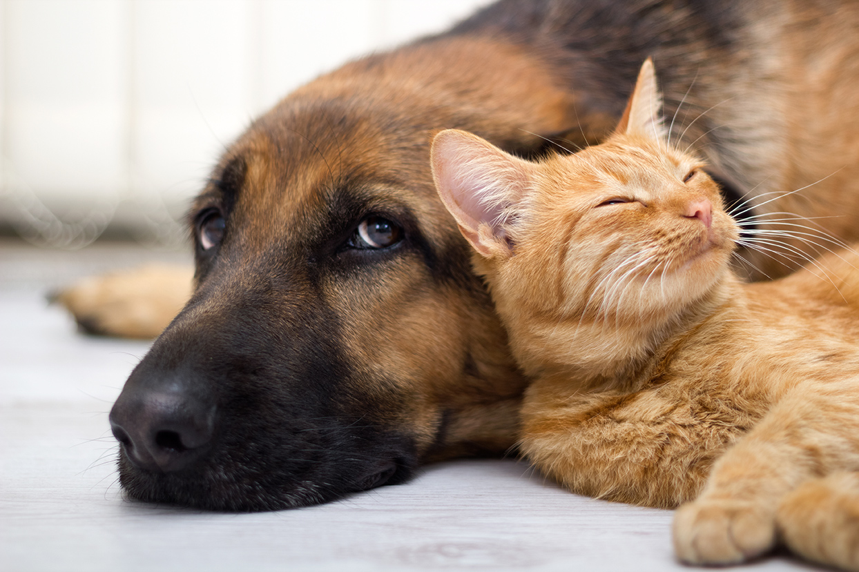 dog and cat sleeping in lynwood washington