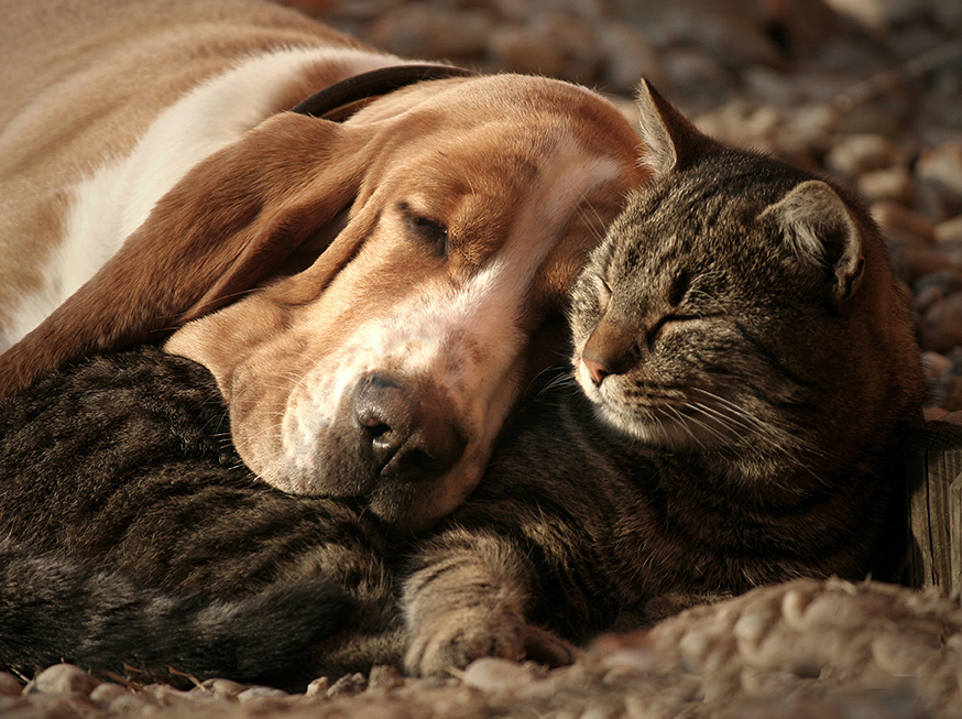 dog and cat resting At Seaview Animal Hospital in Lynnwood, WA