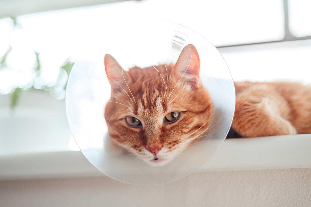 cat with a cone after pet surgery in lynwood washington