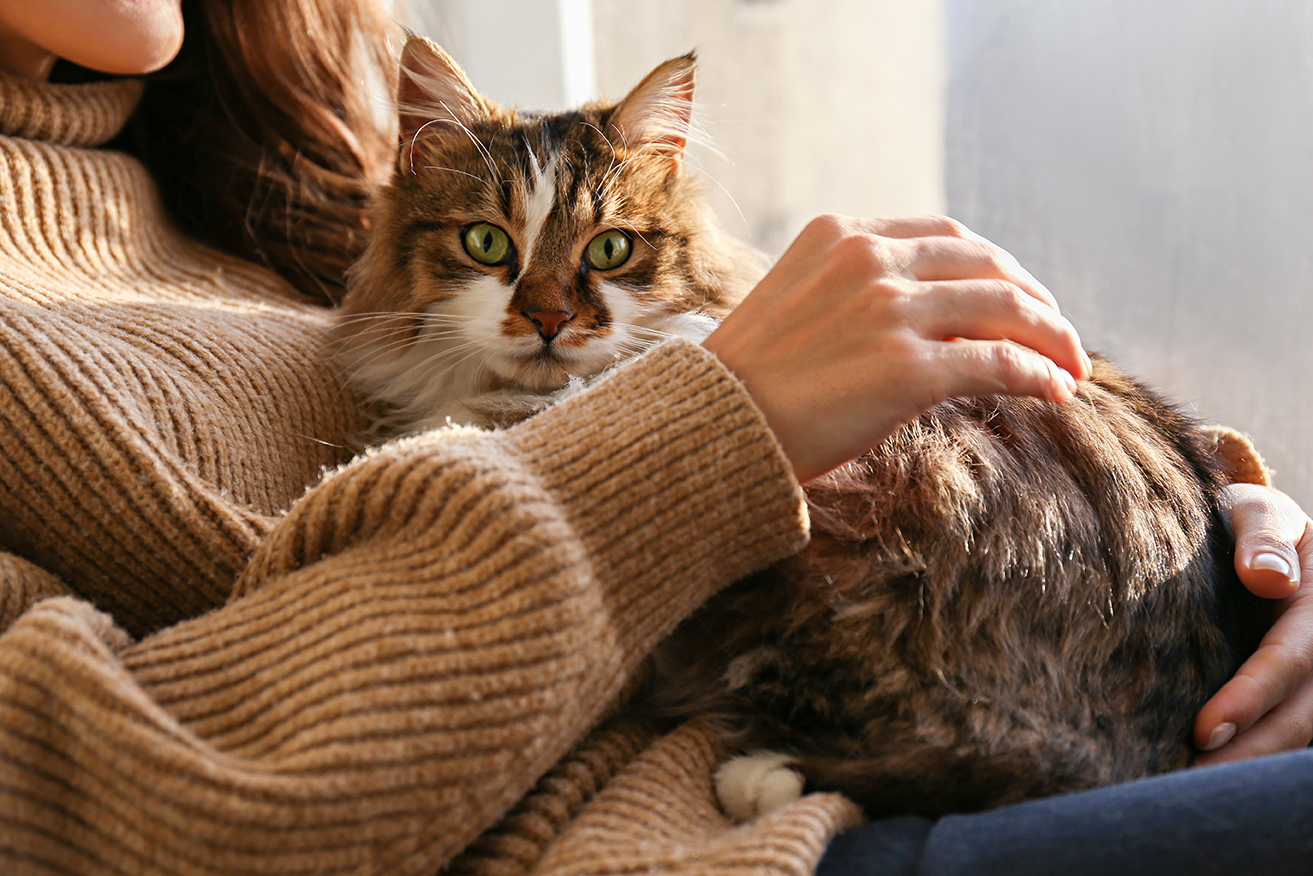 cat owner cuddling with their cat