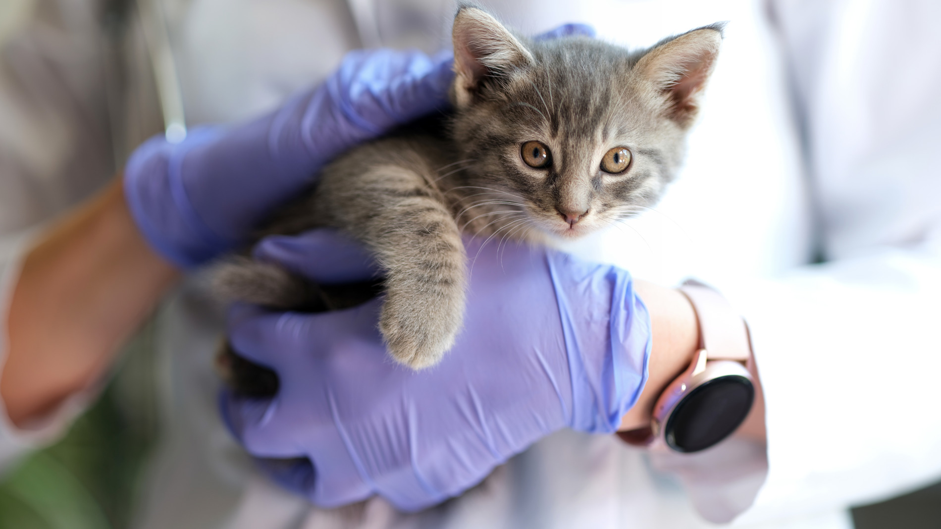 Cat at a wellness exam in Lynnwood, WA