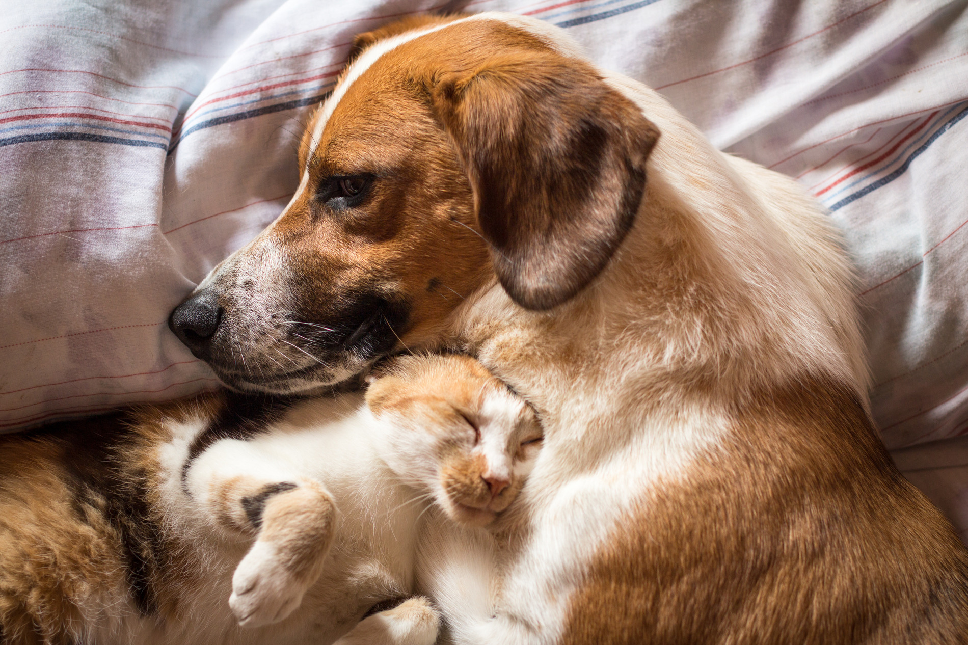 Cat and dog cuddle after wellness exam in Lynnwood, WA