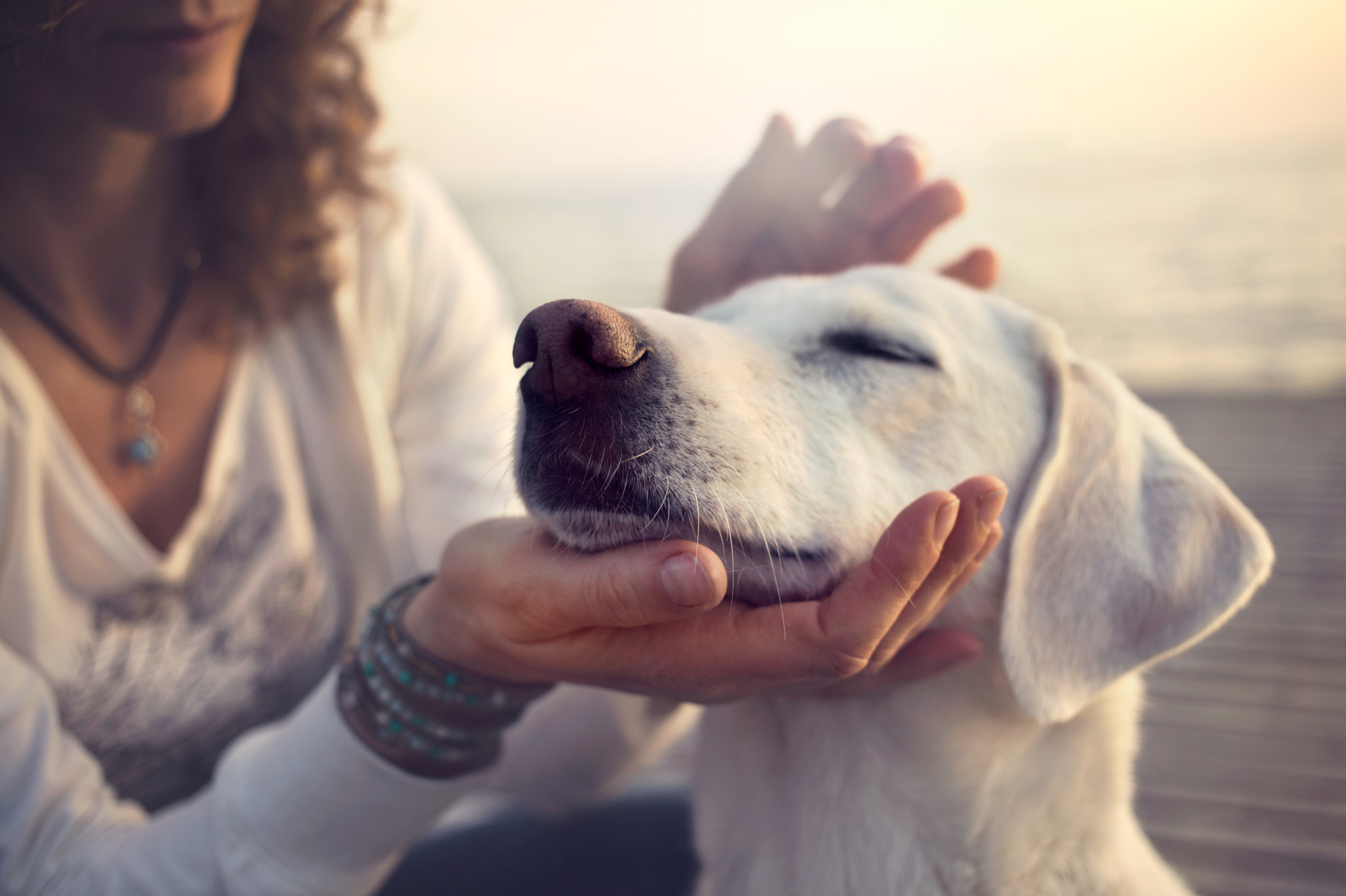 Happy dog outside with owner after Veterinary Checkup in Lynnwood WA