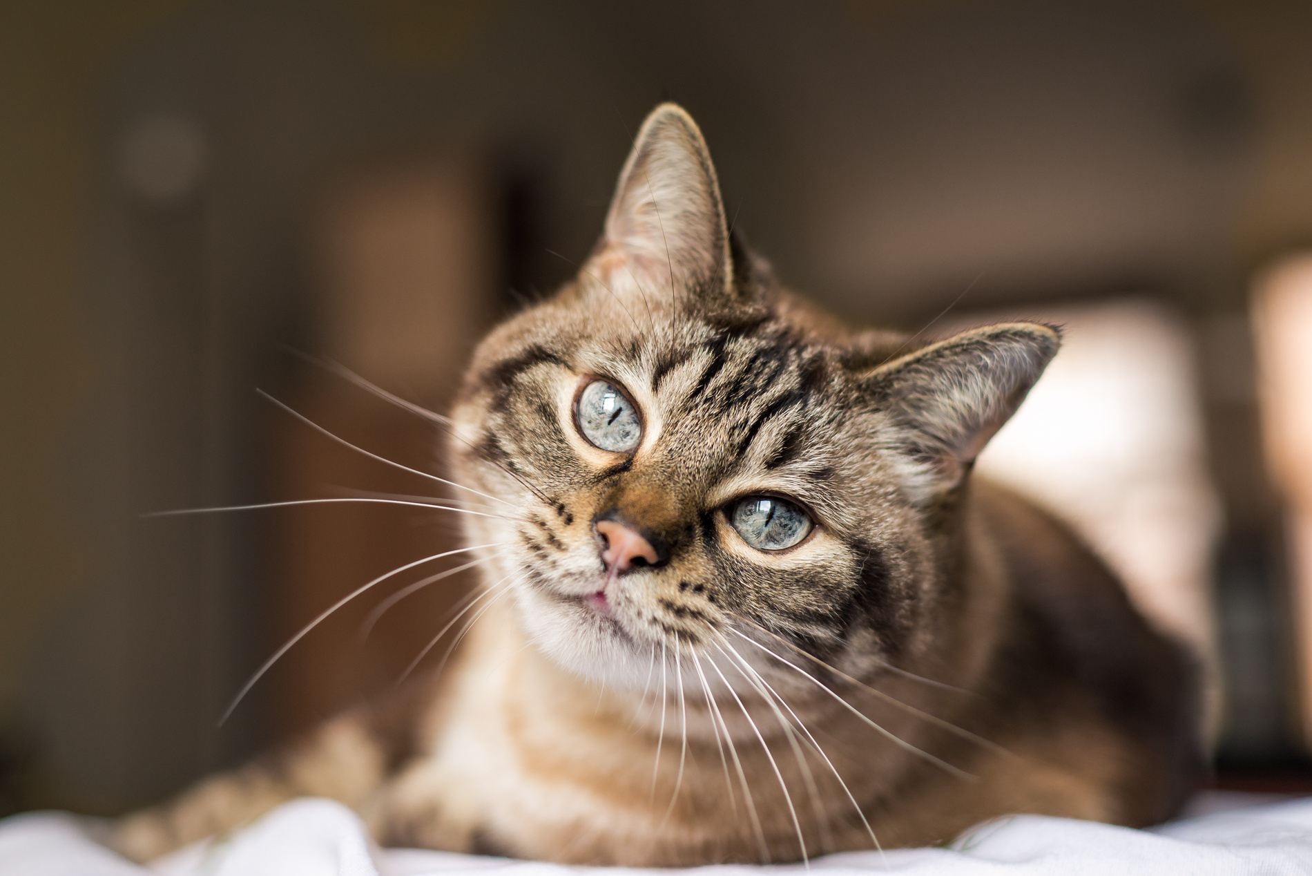 Cat on his way to a pet x-ray in Lynnwood