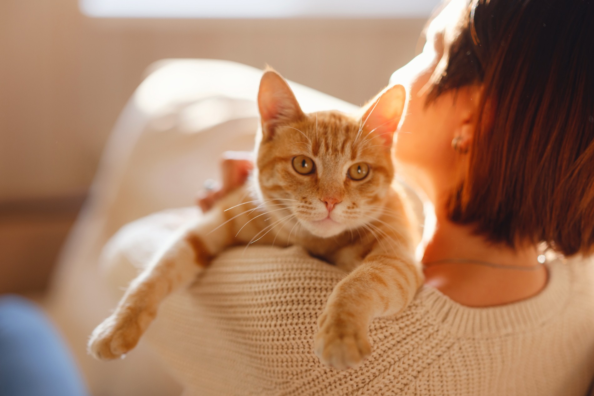 Cat with owner on their way to a veterinary microchipping appointment at Seaview Animal Hosptial in Lynnwood WA