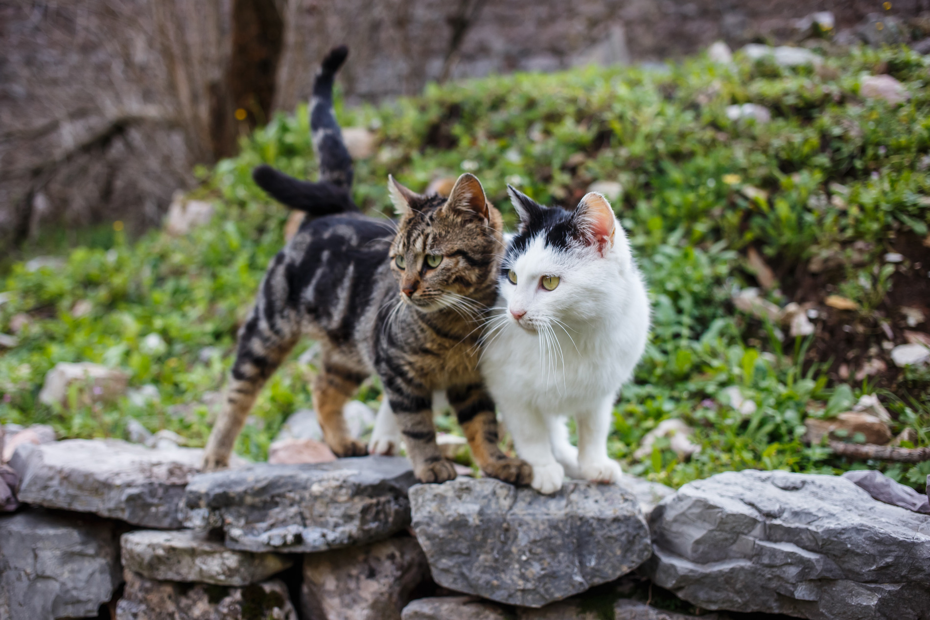Cat with owner on their way to a veterinary microchipping appointment at Seaview Animal Hosptial in Lynnwood WA