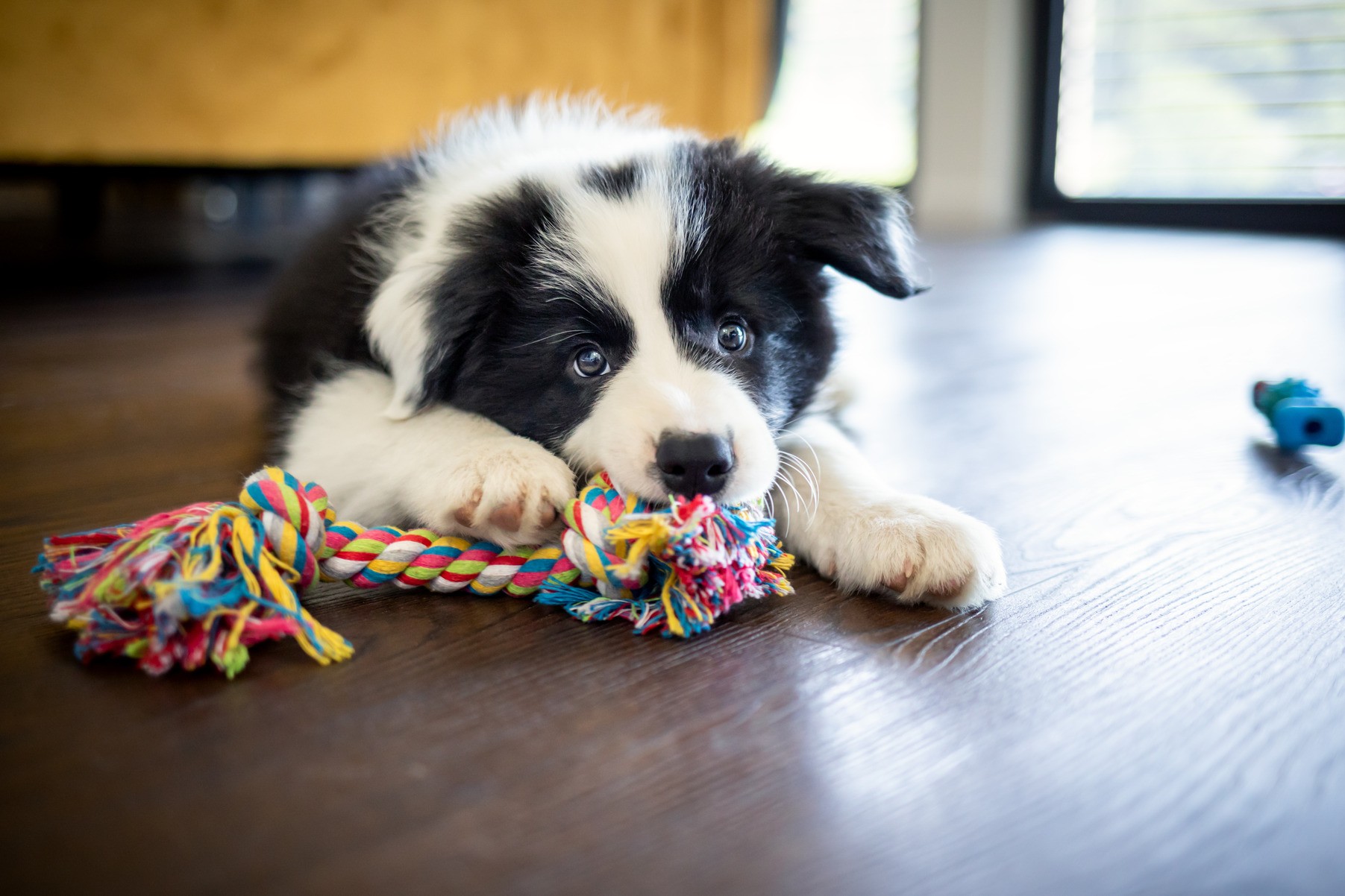 Pet plays on his way to a spay/neuter appointment in Lynnwood WA