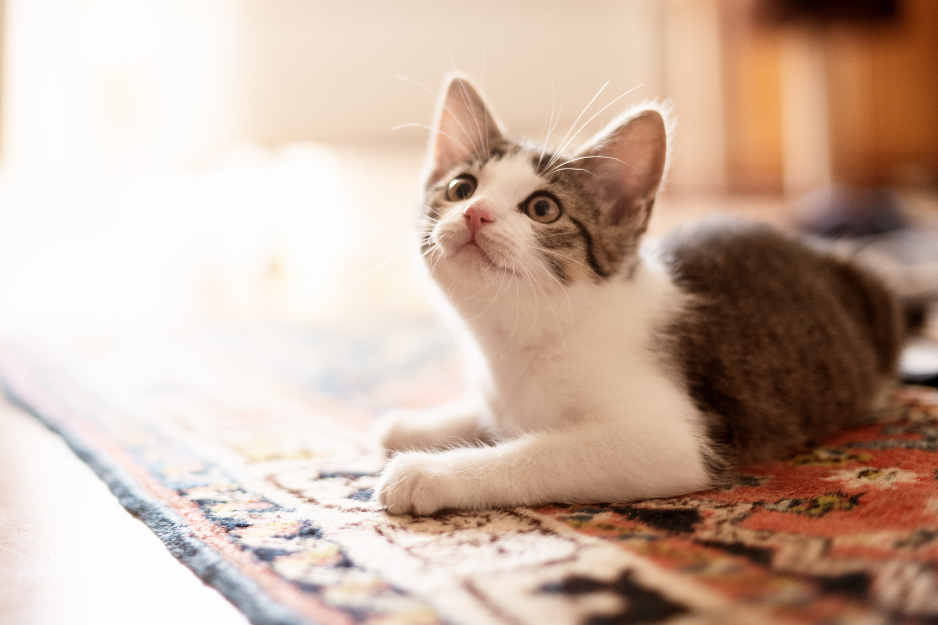 Cat happy after a spay/neuter procedure with Seaview Animal Hospital in Lynnwood