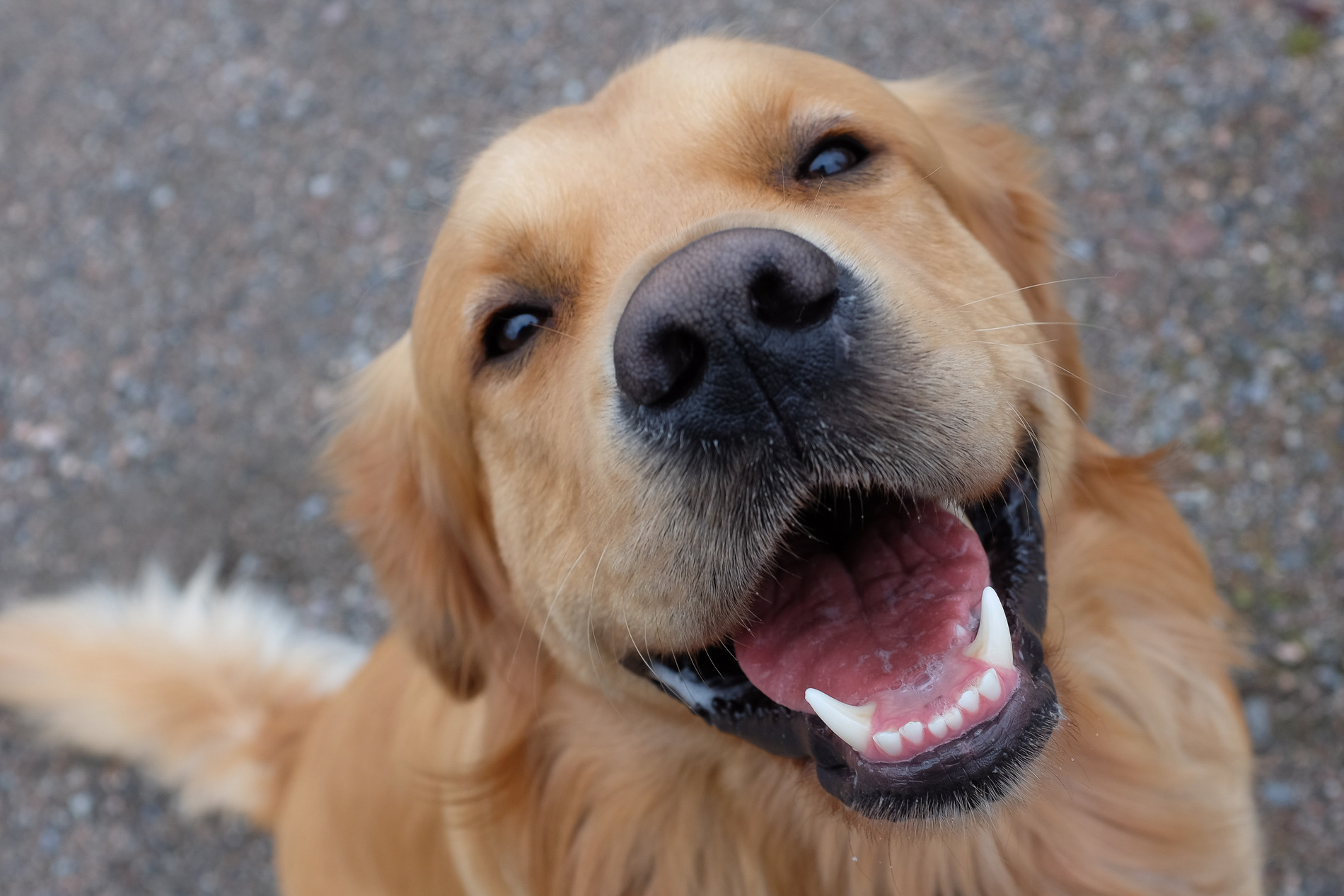 Dog showing of his clean teeth after pet dentistry in Lynnwood