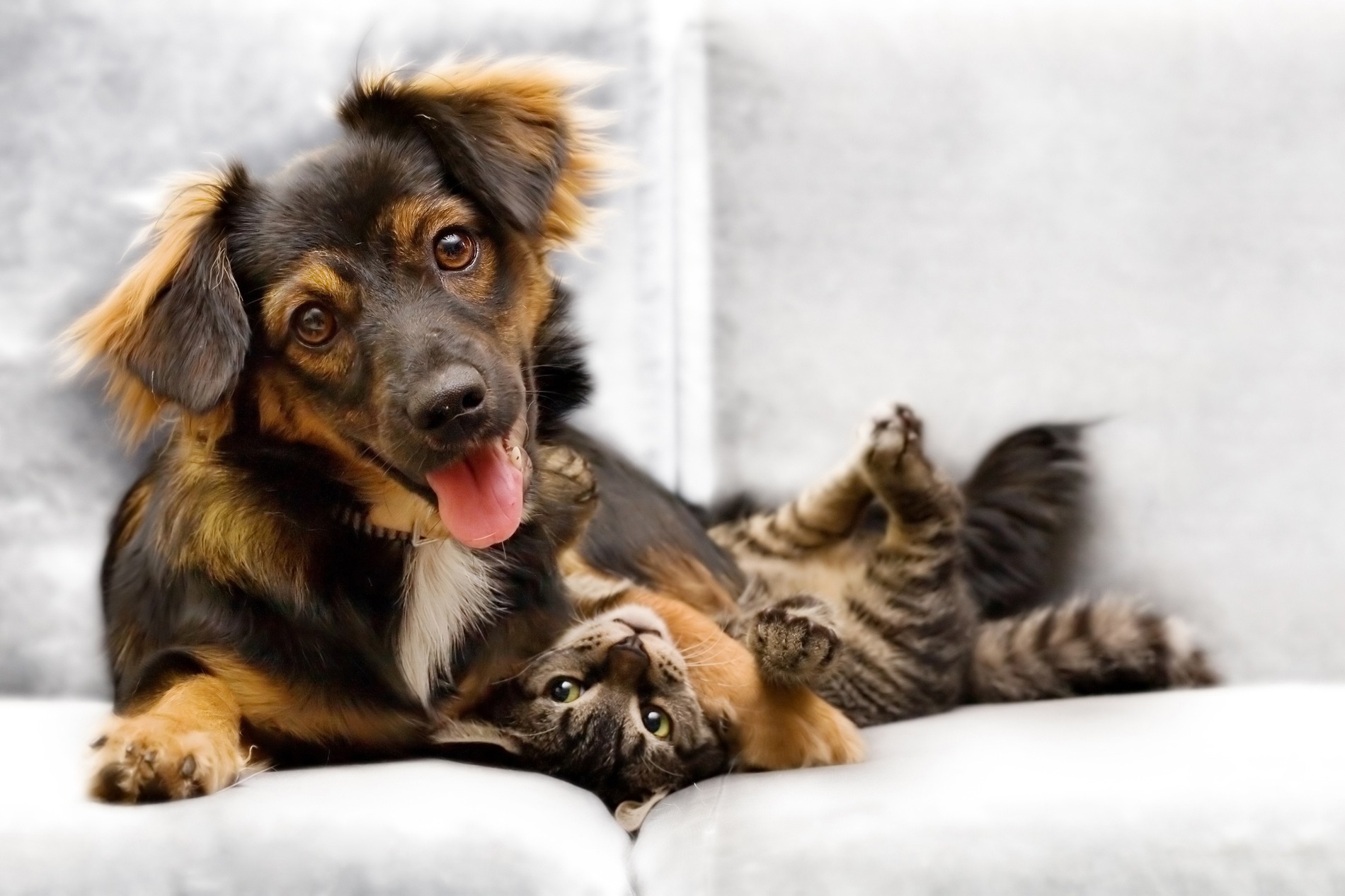 Dog and cat play, happy and healthy after emergency pet surgery in Lynnwood WA
