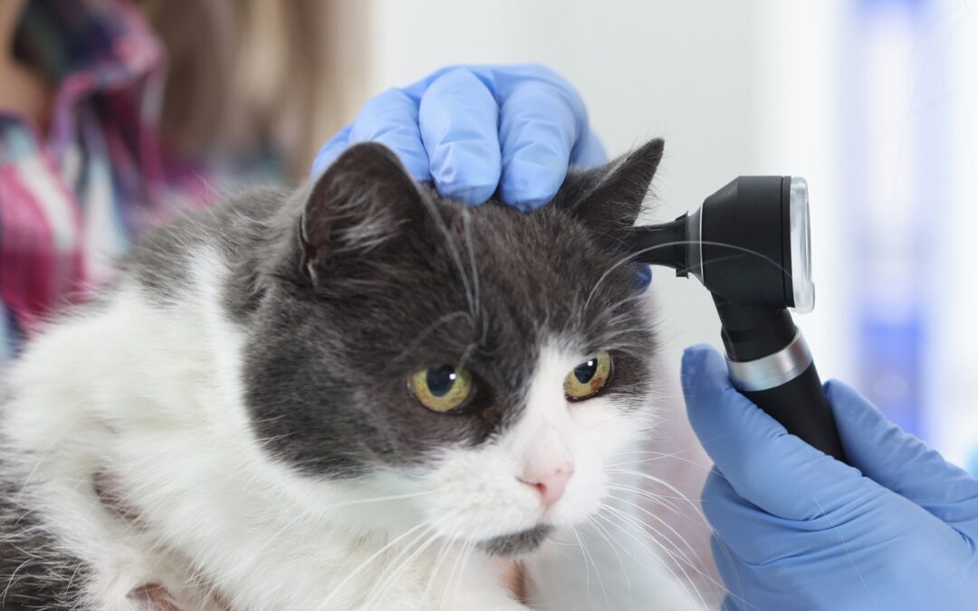 Your Guide to Complete Veterinary Care in Lynnwood, WA