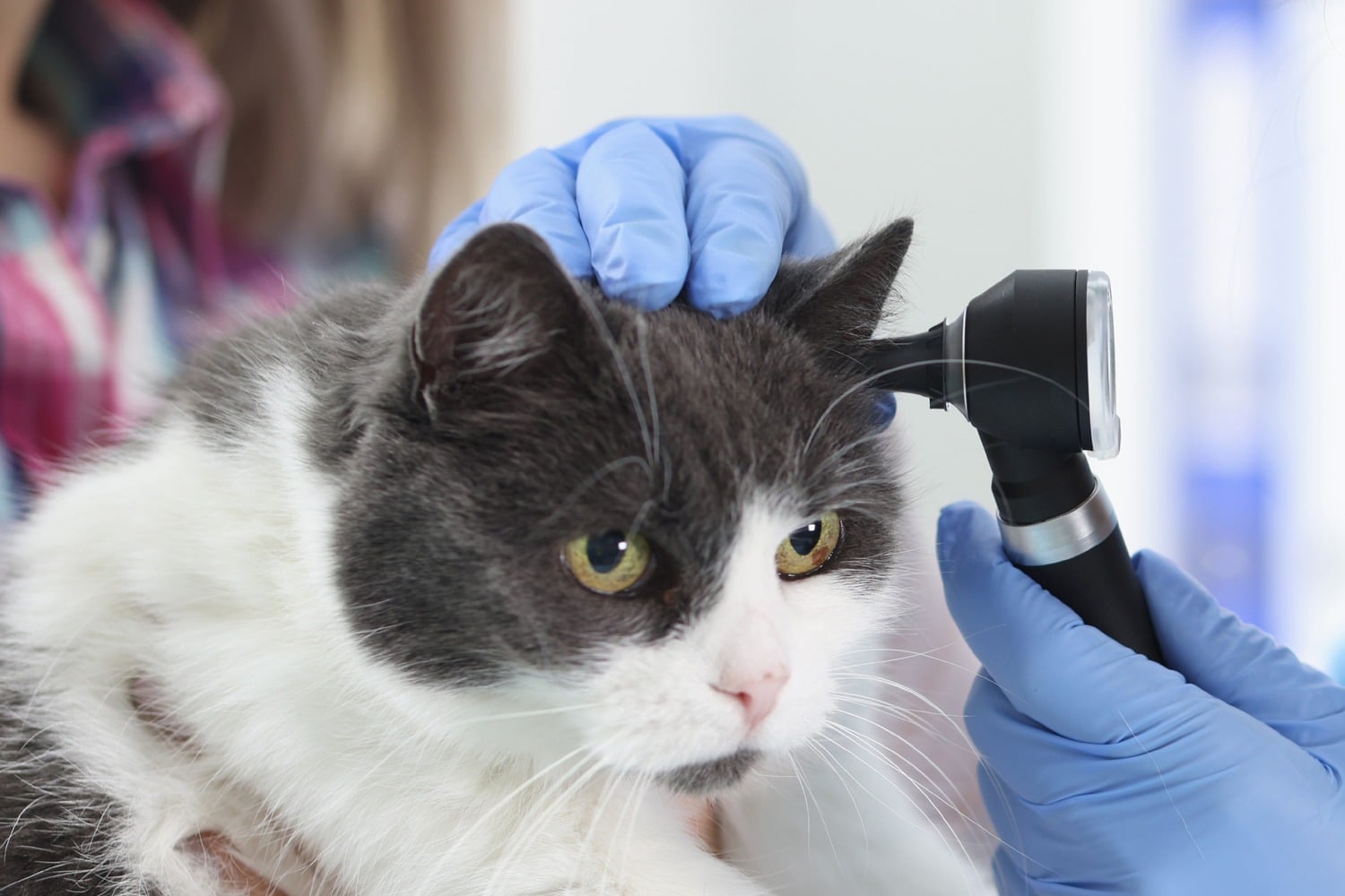 Cat getting its ears checked at a Complete Veterinary Care appointment in Lynnwood WA