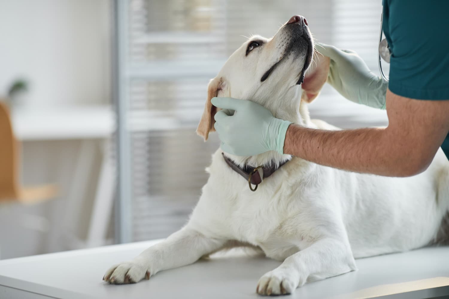 Dog at a wellness exam with Dr. Hazard in Lynnwood WA